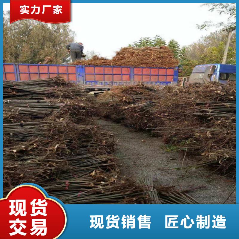 香椿石榴樹符合標準好貨采購