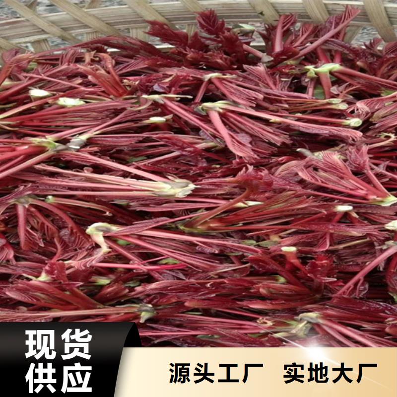 香椿西瓜番石榴苗源廠定制當地服務商