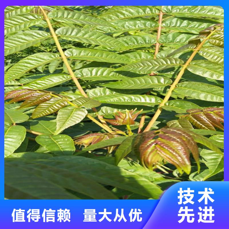香椿,【蘋(píng)果苗】一手貨源本地品牌