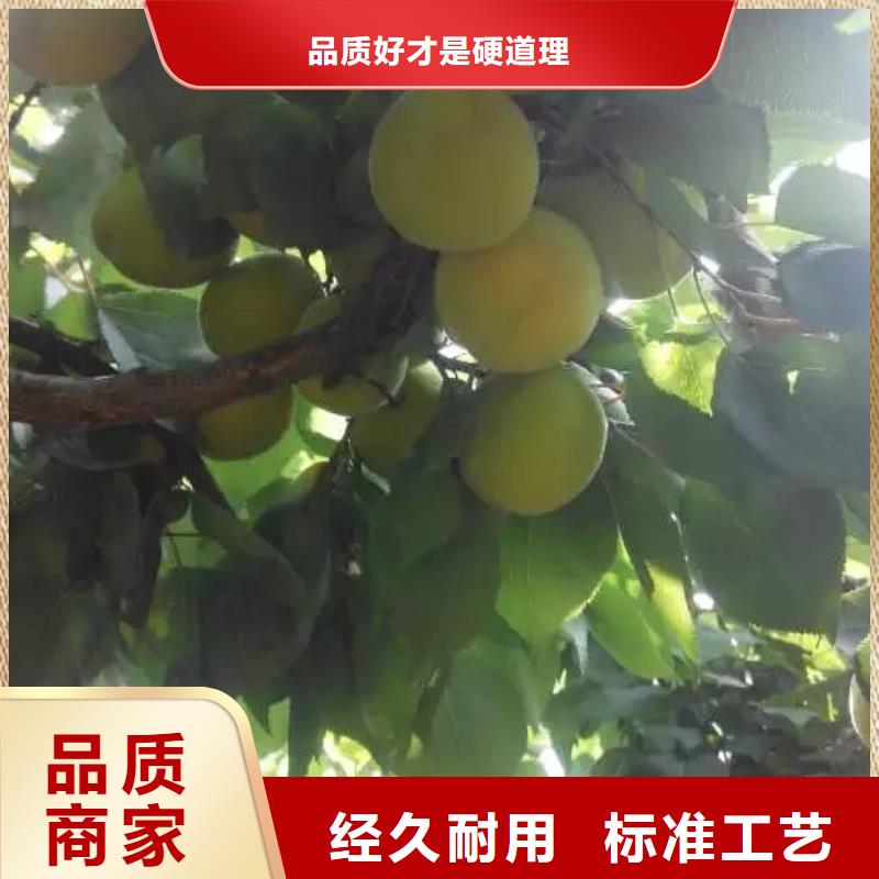 杏-【無(wú)花果苗】供應(yīng)商同城貨源