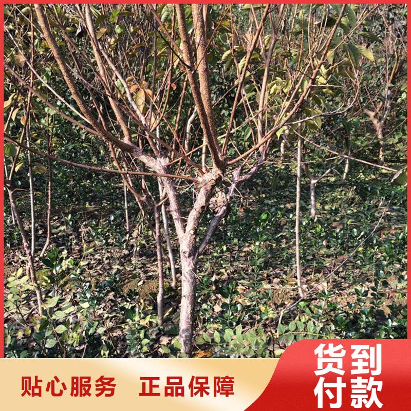 珍珠油杏树苗种植管理技术价格合理