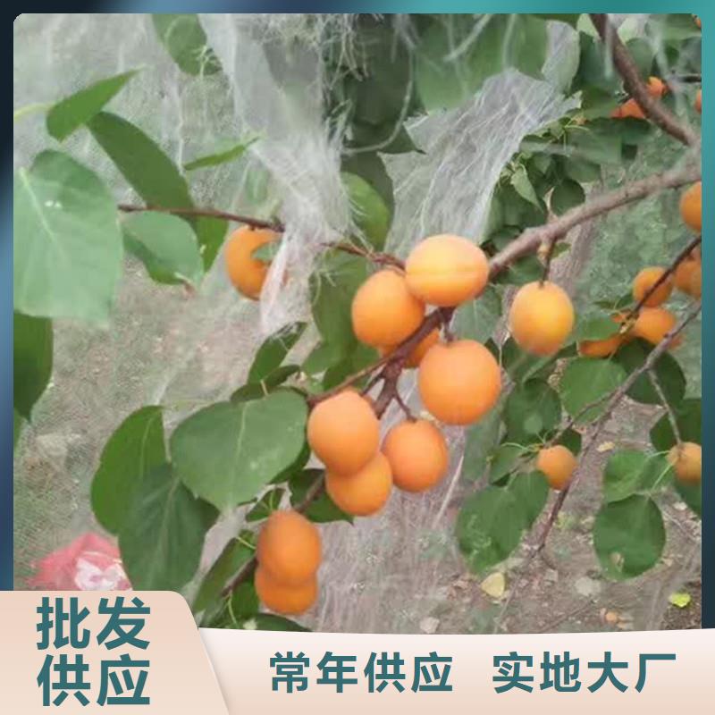 珍珠油杏树苗大棚种植好产品不怕比