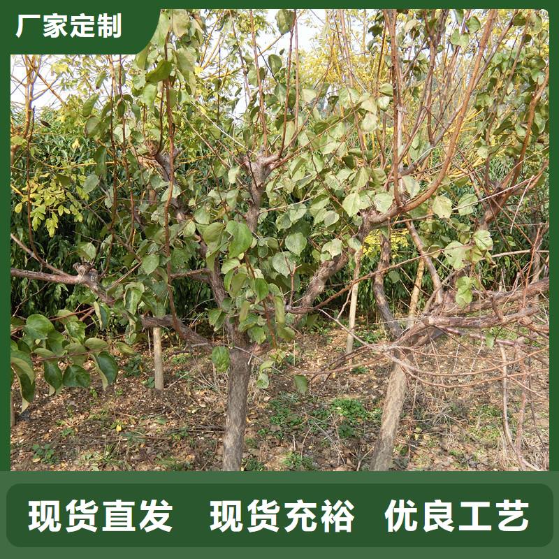 杏【桃樹(shù)苗】產(chǎn)地直銷(xiāo)豐富的行業(yè)經(jīng)驗(yàn)
