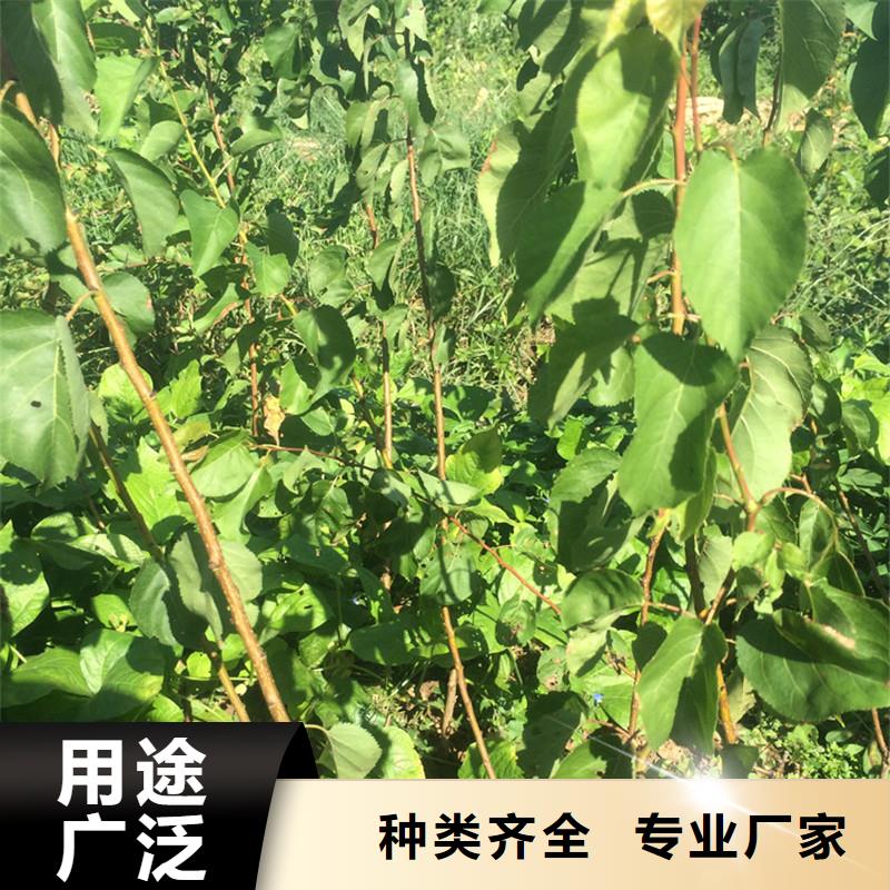 杏樱桃苗质检合格出厂订制批发