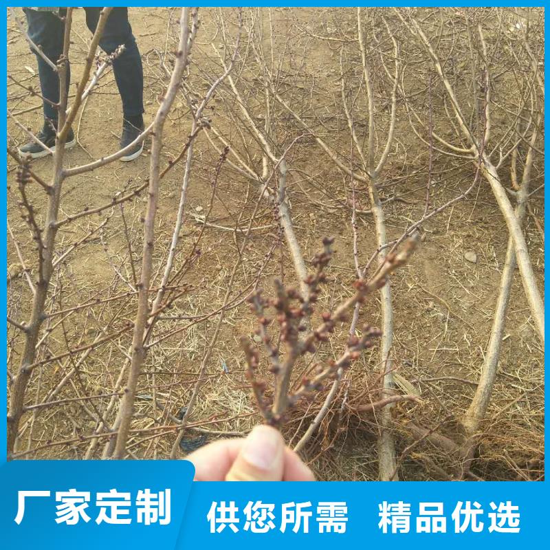 珍珠油杏树苗价格当地生产商