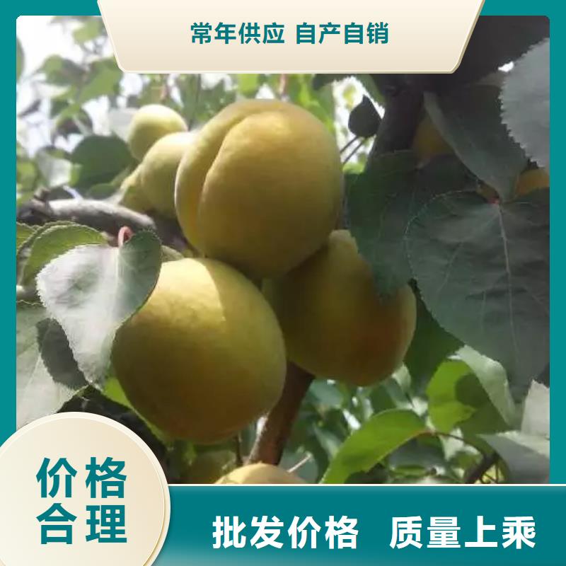 杏櫻桃苗支持批發零售本地廠家