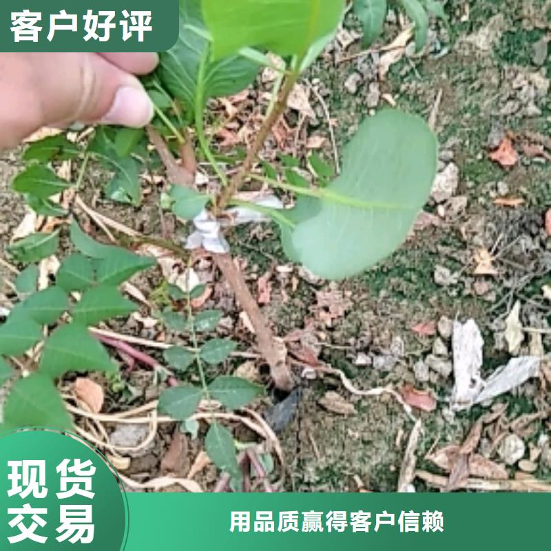 开心果桃树苗精选厂家好货【本地】品牌