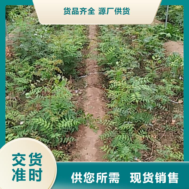 开心果适合种植地区本地货源