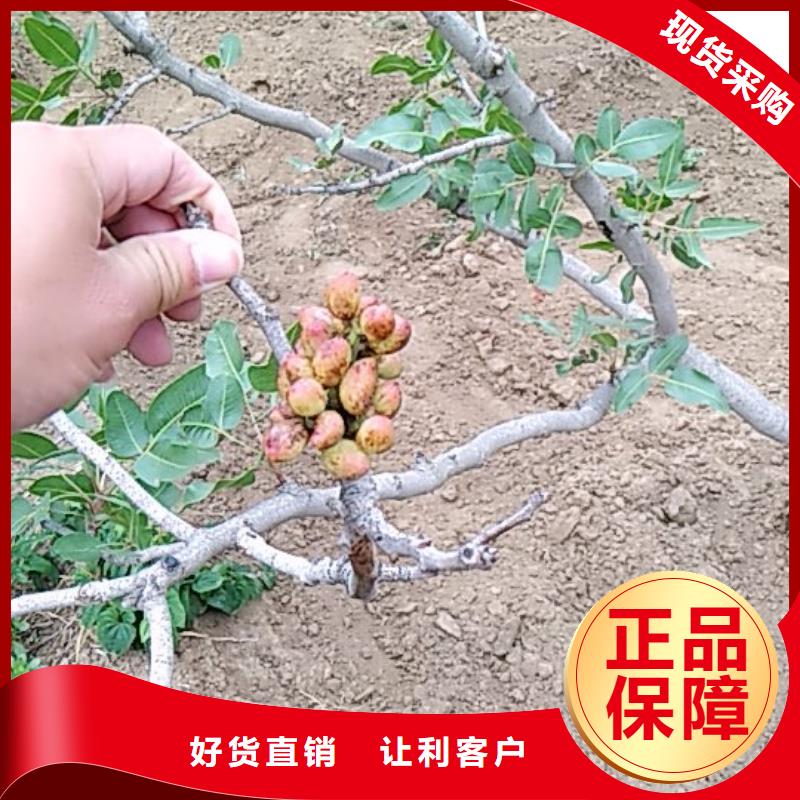 开心果_奶油草莓我们更专业{本地}经销商