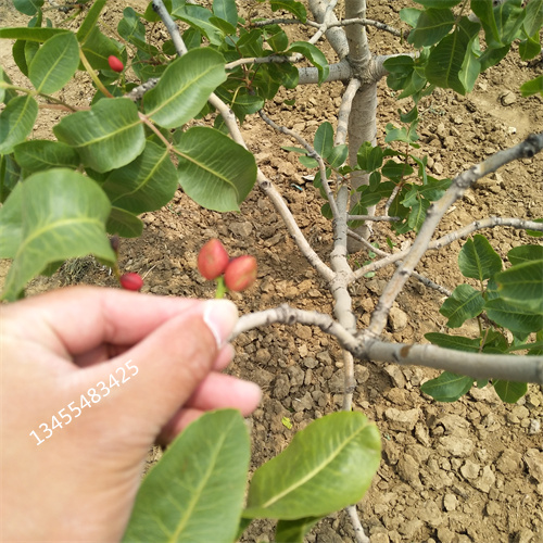 阿月浑子树苗种植技术质量安全可靠