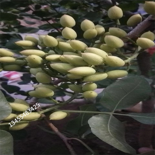 阿月渾子樹苗慶陽多少錢一棵