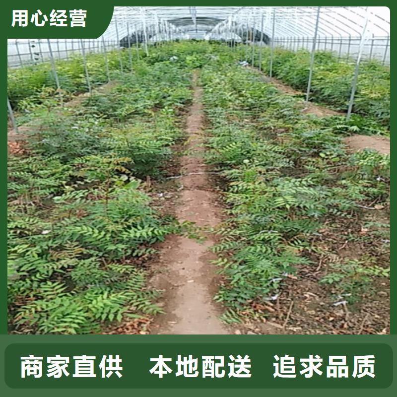 開心果樹苗免費咨詢陽泉