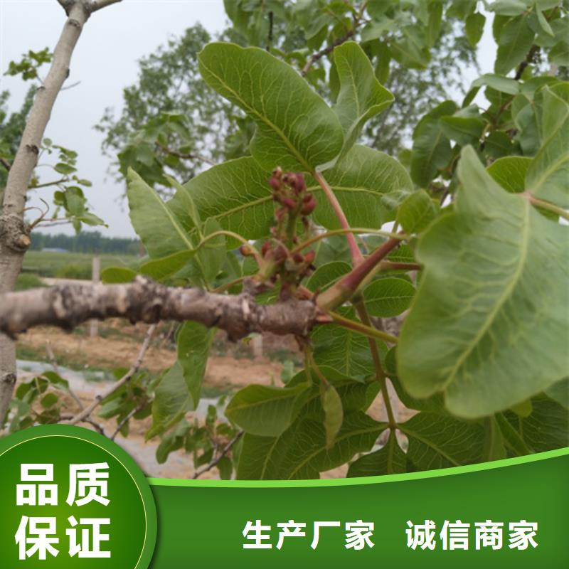 開心果無花果苗選擇大廠家省事省心同城供應商