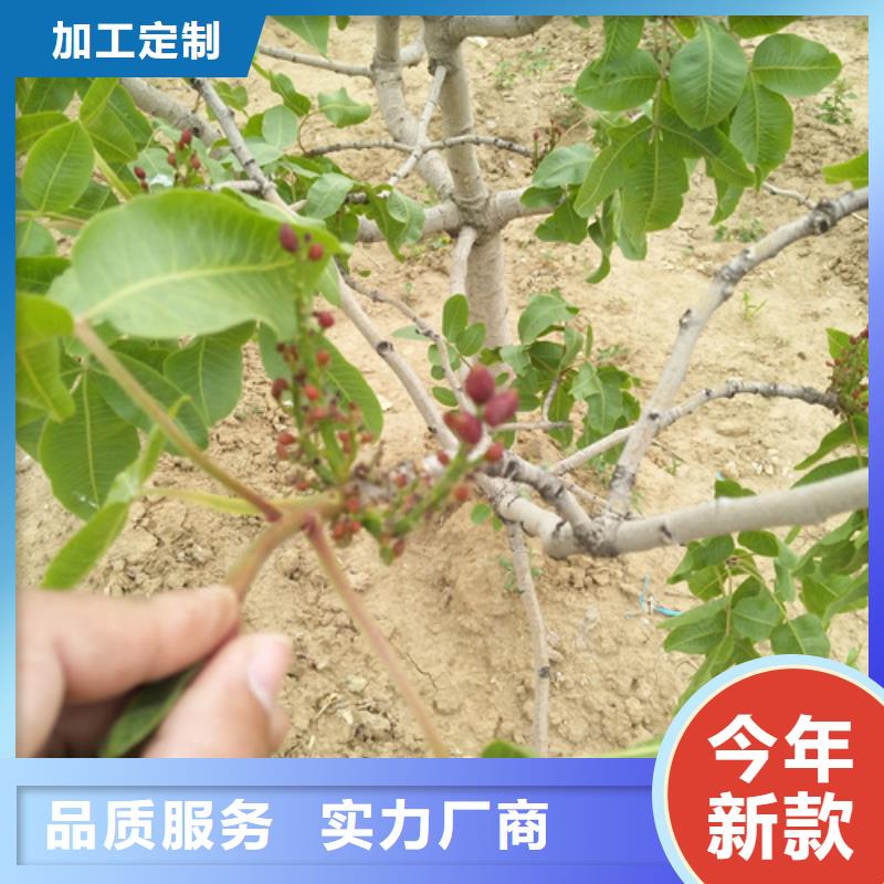 开心果苹果苗随心所欲定制厂家新品