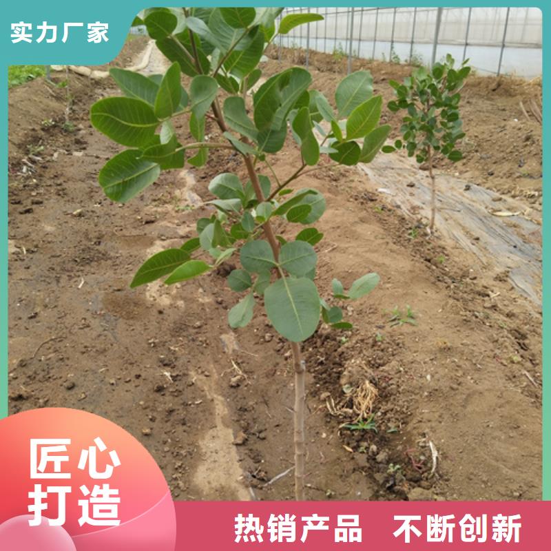 阿月渾子免費咨詢陽泉