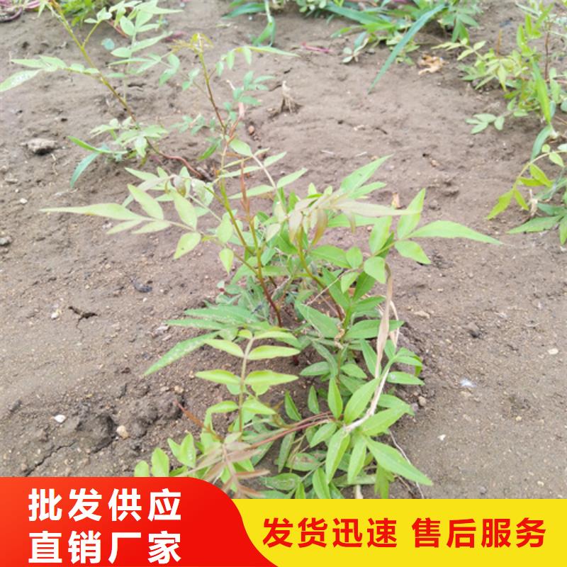 阿月渾子基地直銷秦皇島