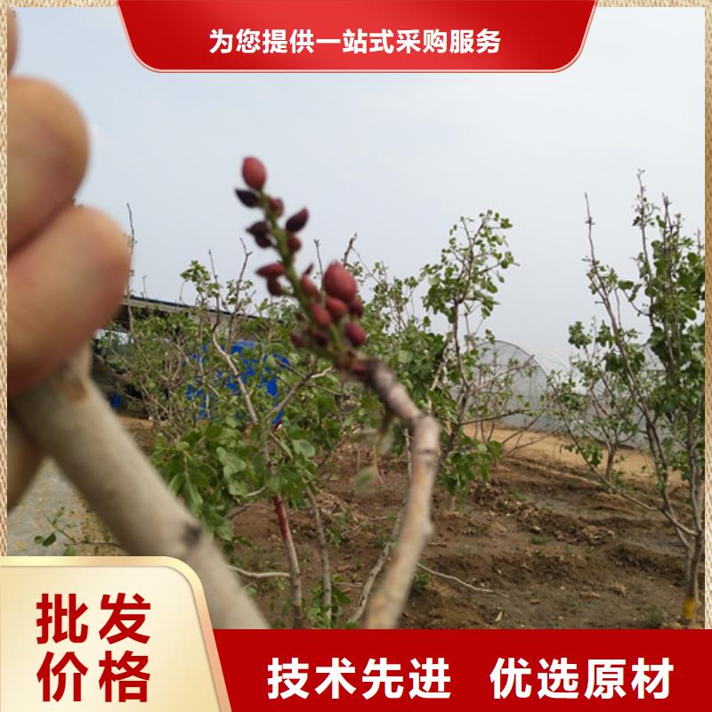 开心果树苗多少钱一棵[当地]制造商