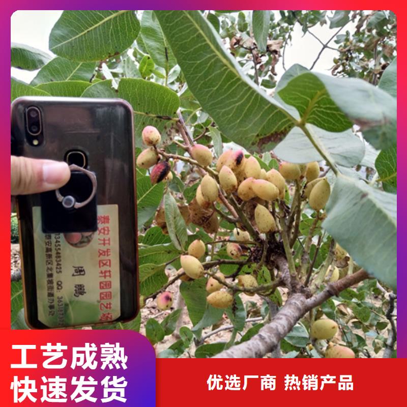 開心果育苗基地當地制造商