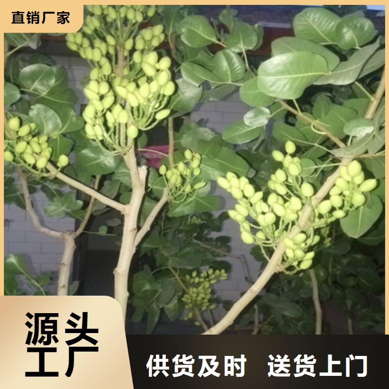 开心果苗成活率高可定制