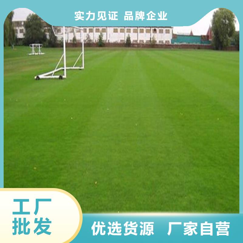價格合理的圍擋草坪廠家精致工藝