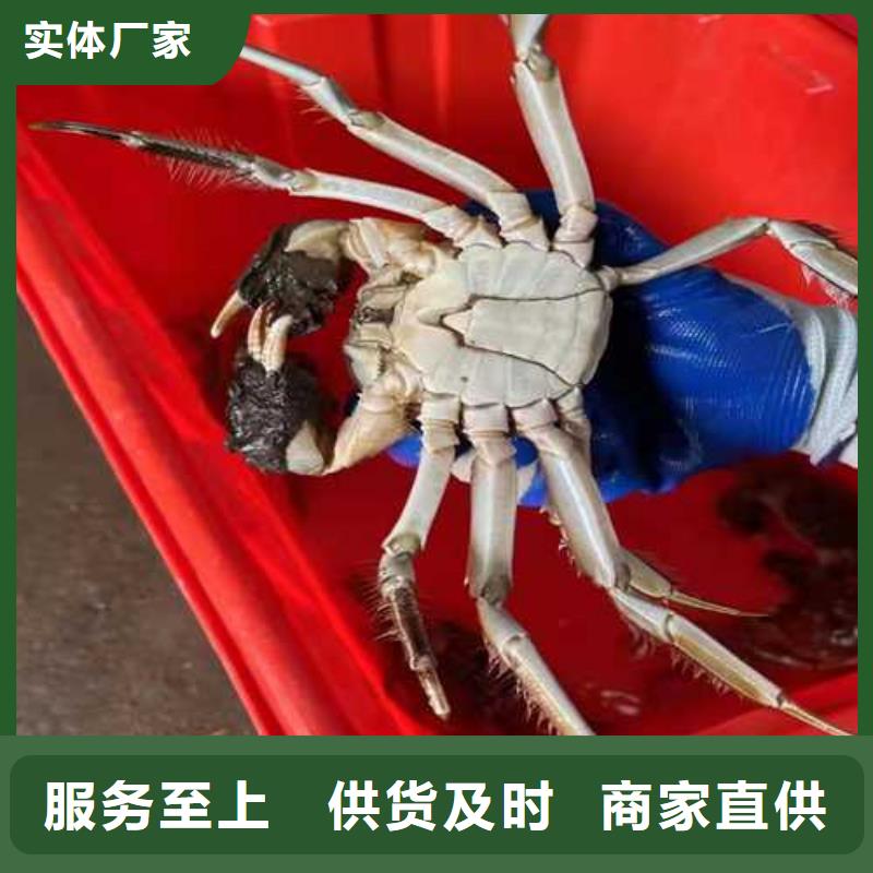 河北張家口蔚縣陽澄湖大閘蟹價格