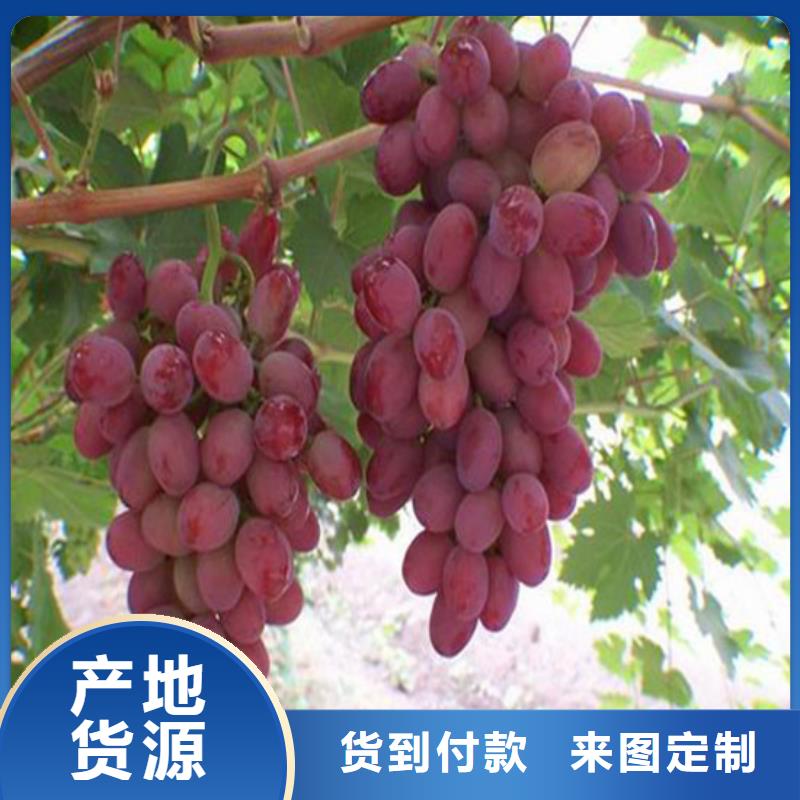 焦作妮娜皇后葡萄苗種植條件