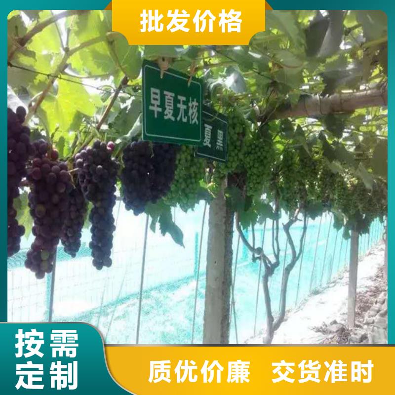 買六安葡萄樹必看-質量優
