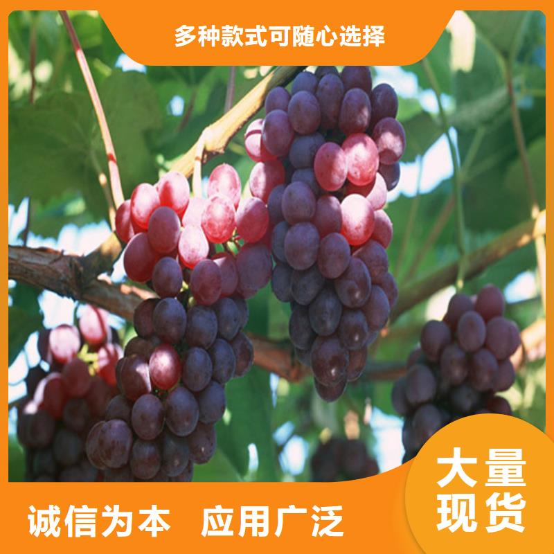 鷹手營子礦扦插葡萄苗培育基地當地生產商