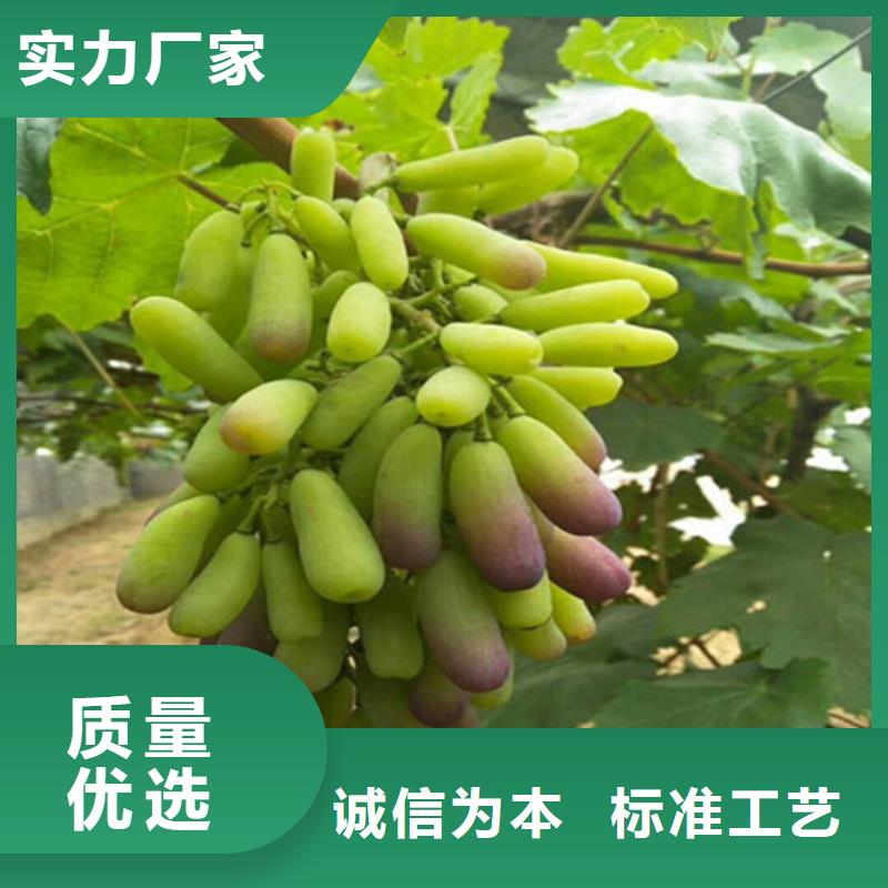 浙江省哪里批發早熟葡萄苗