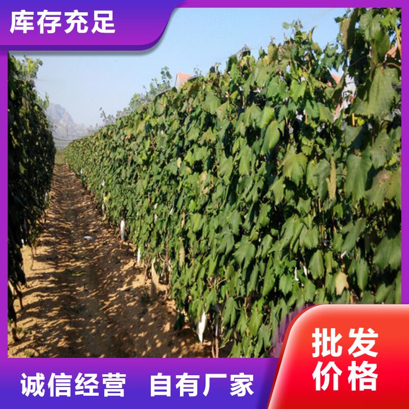 3年生夏黑葡萄苗當(dāng)?shù)仄放?> </div>
              <div   id=