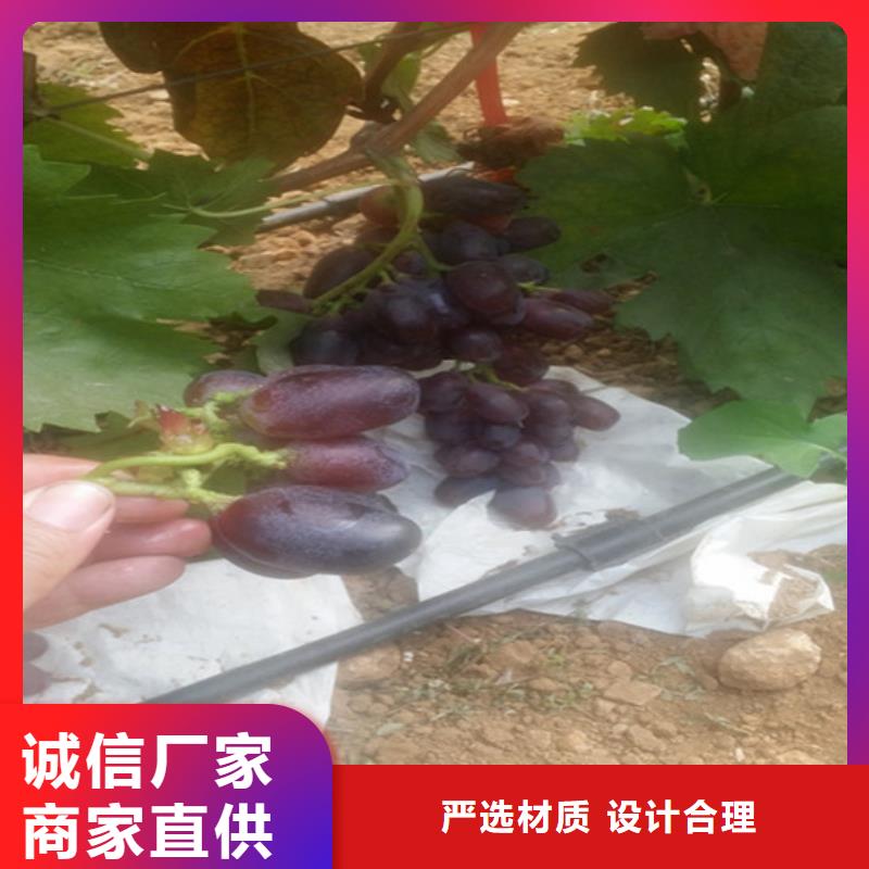 買六安葡萄樹必看-質量優