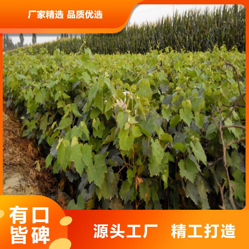 買六安葡萄樹必看-質量優