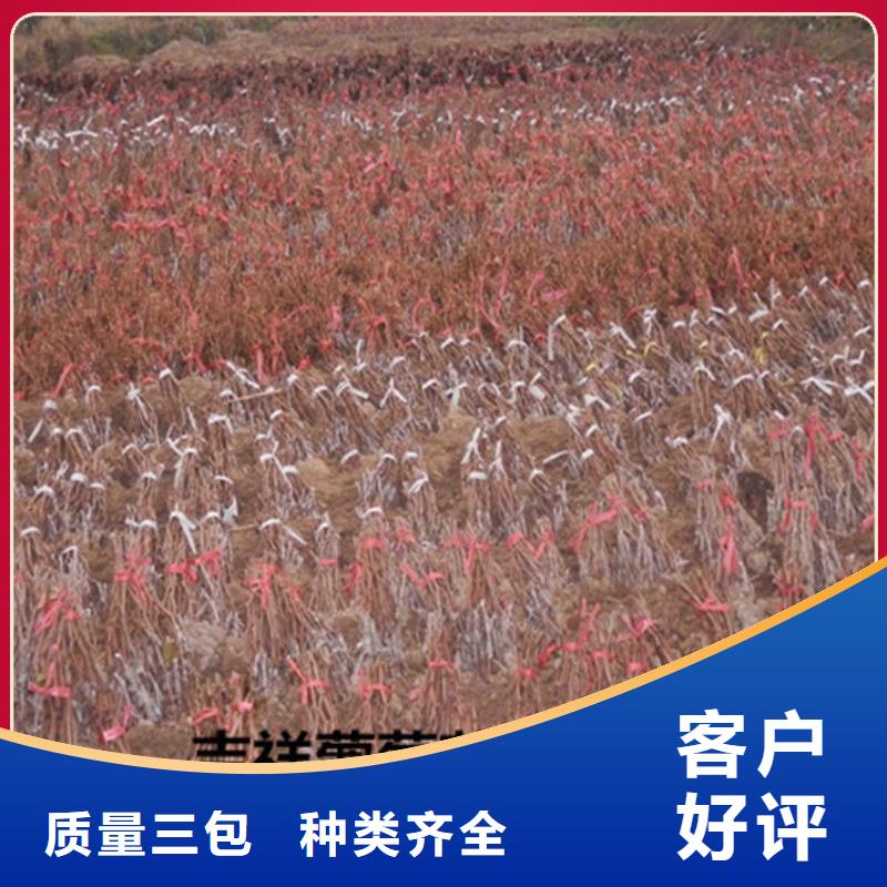 買六安葡萄樹必看-質量優