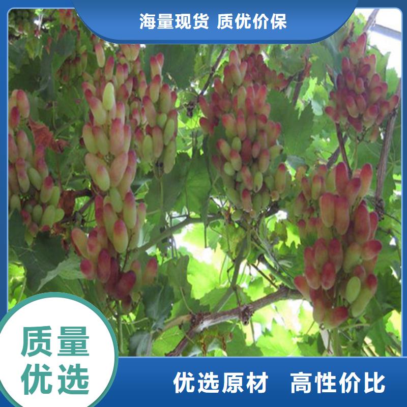 甜蜜藍寶石葡萄苗種類齊全同城服務商