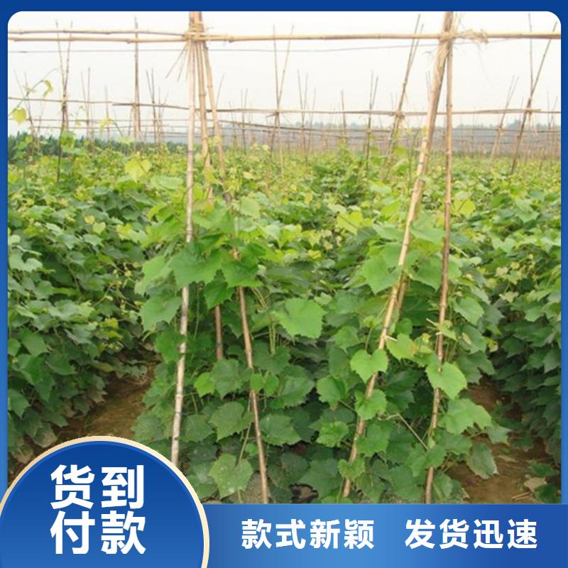 龍亭龍眼葡萄苗價格多少本地廠家