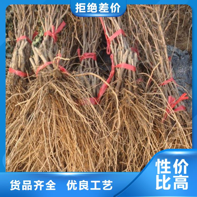 夏黑葡萄苗量大從優本地生產商