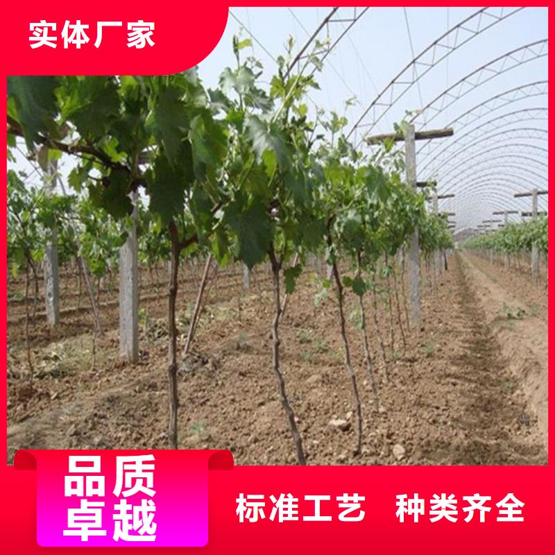 瑤海夏黑葡萄苗哪里純正優(yōu)選好材鑄造好品質