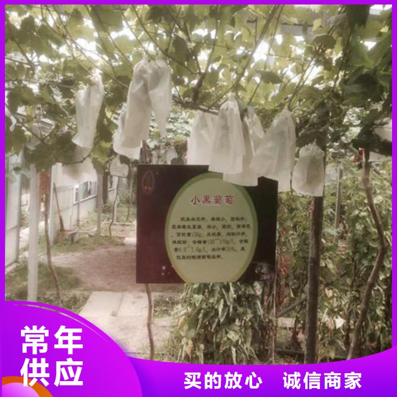 哪里買(mǎi)無(wú)籽葡萄苗匠心制造
