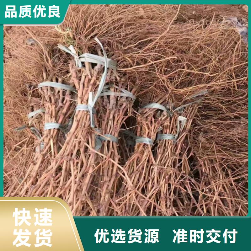 克倫生葡萄苗口碑好用心細節(jié)