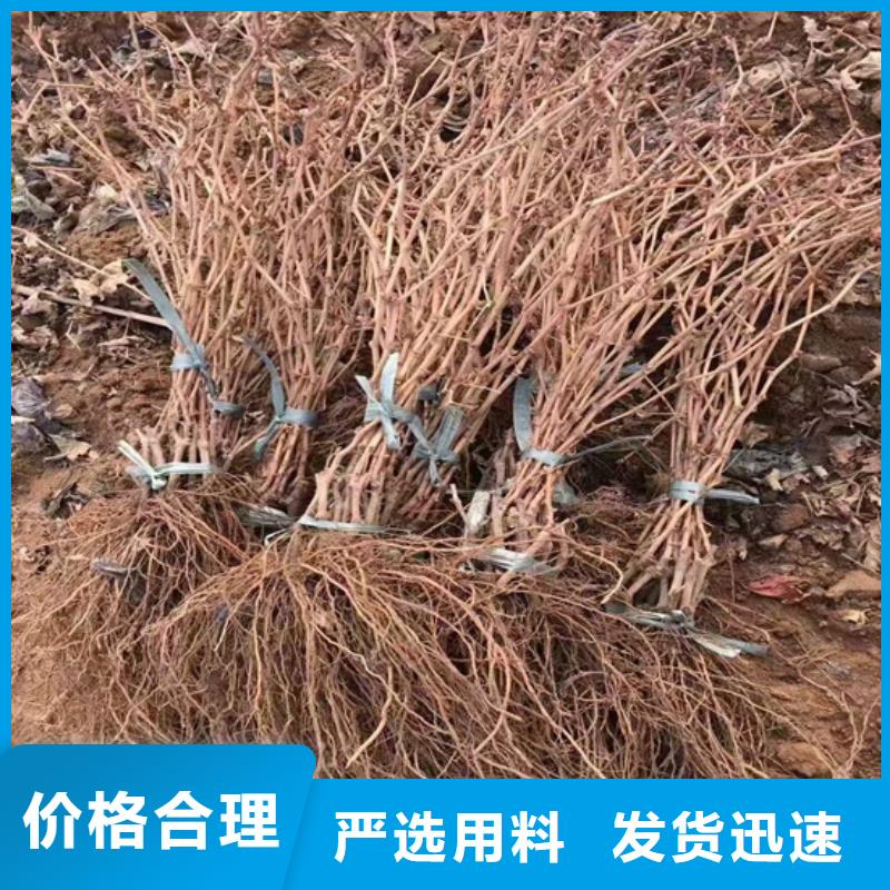 買阿里無核葡萄苗必看-售后保證