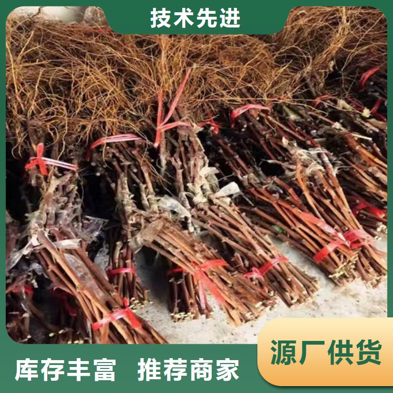 夏黑葡萄苗低價(jià)批發(fā)嚴(yán)格把關(guān)質(zhì)量放心