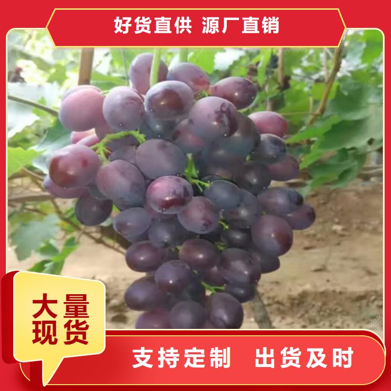 銷售葡萄苗_優質廠家同城廠家