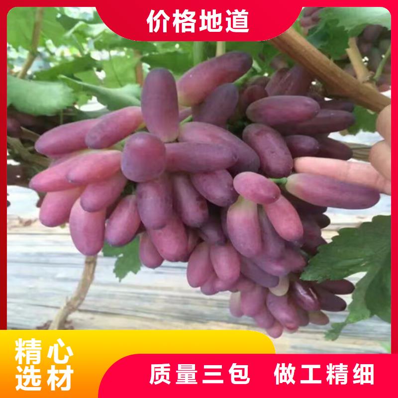 買六安葡萄樹必看-質量優