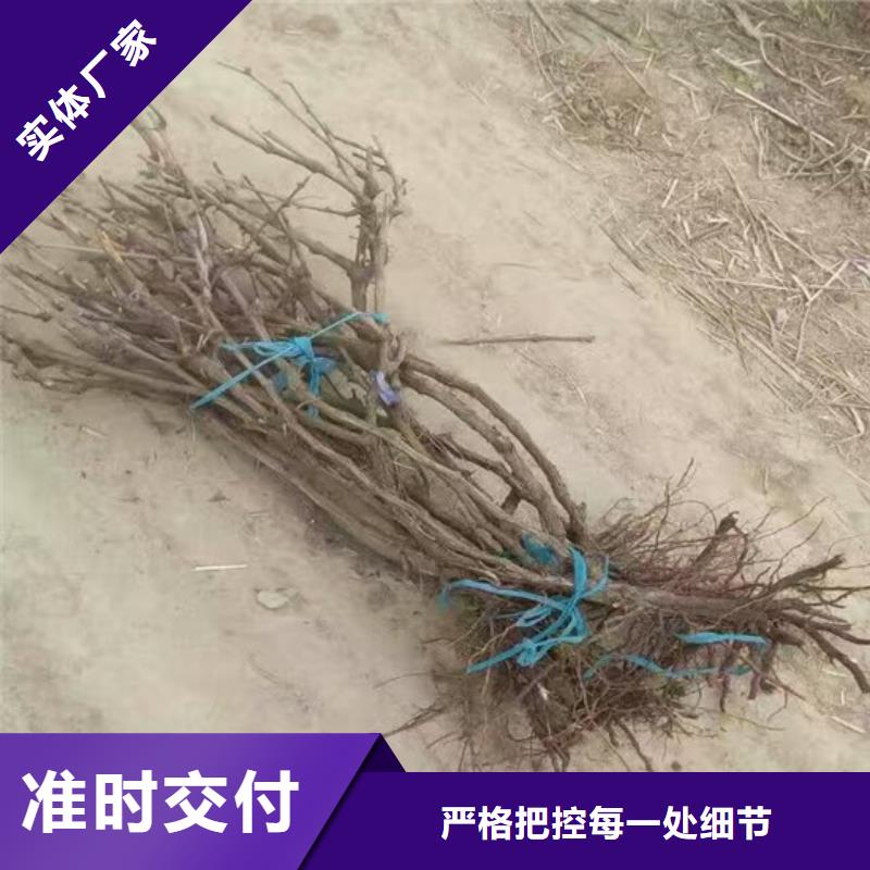 禹王臺赤霞珠葡萄苗栽植密度本地廠家