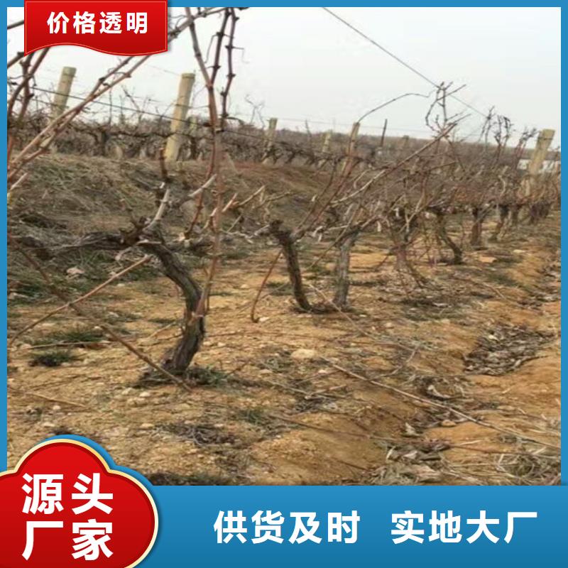 中熟葡萄苗質(zhì)量有保障的廠家品質(zhì)有保障