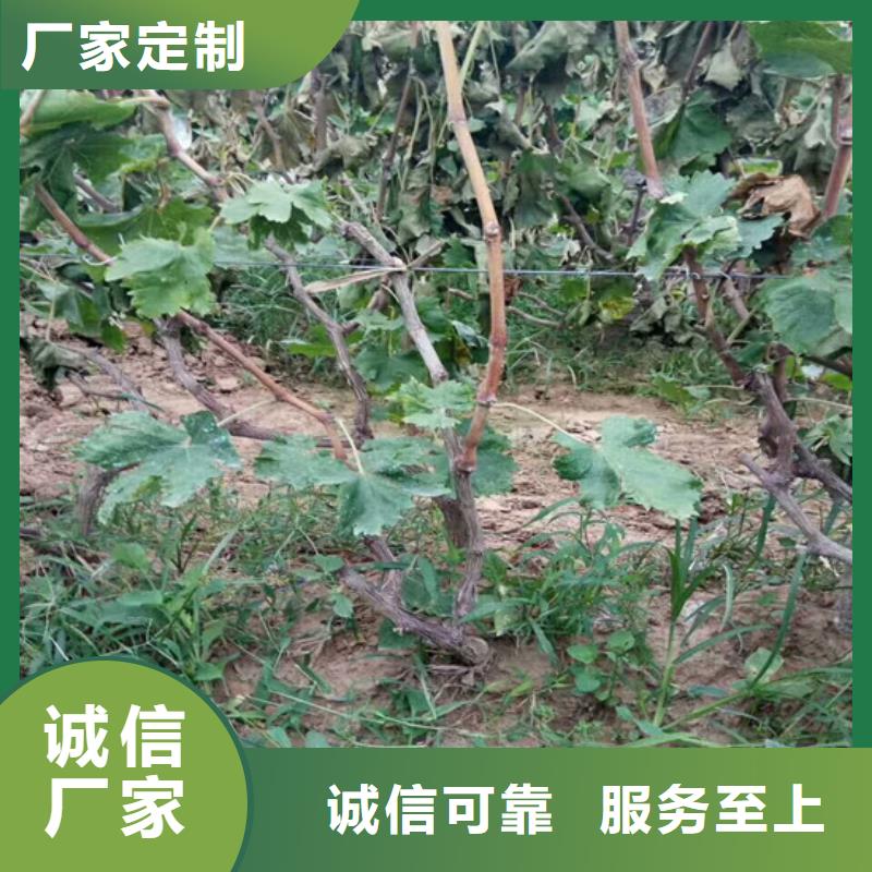 焦作妮娜皇后葡萄苗種植條件