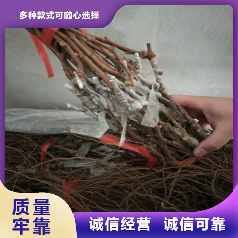 浙江省哪里批發早熟葡萄苗