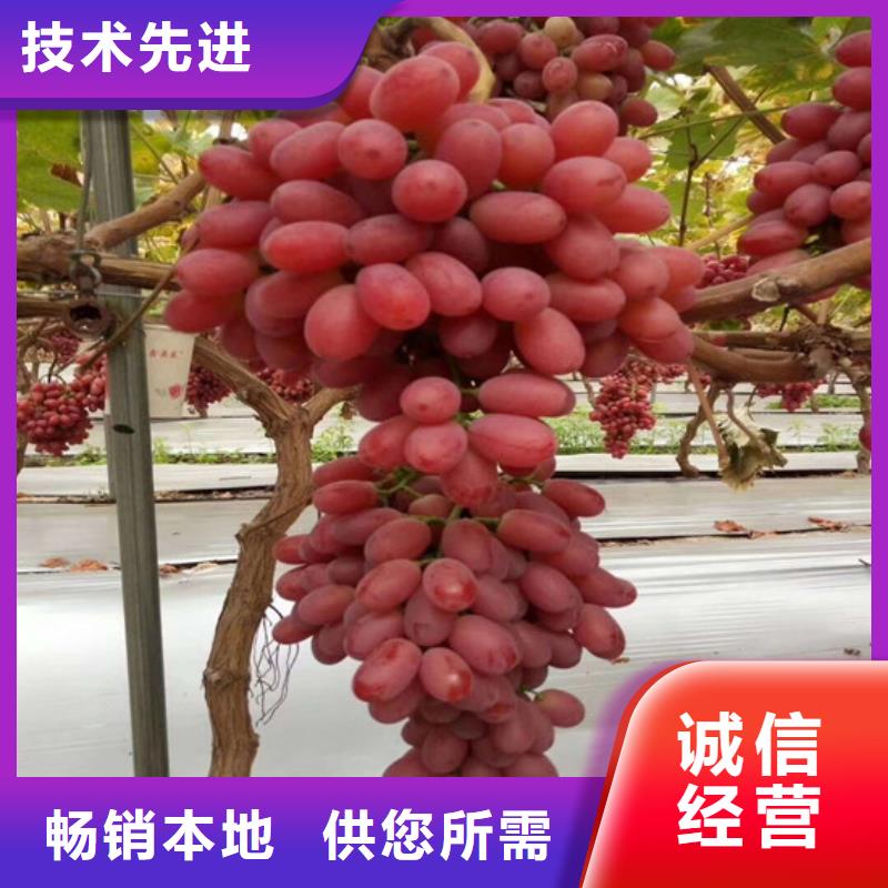 買阿里無核葡萄苗必看-售后保證