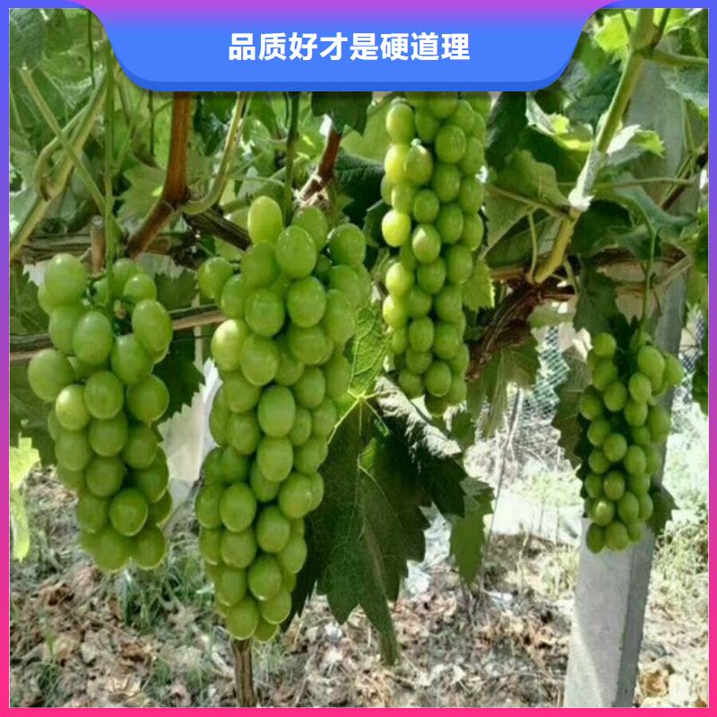 浙江省哪里批發早熟葡萄苗
