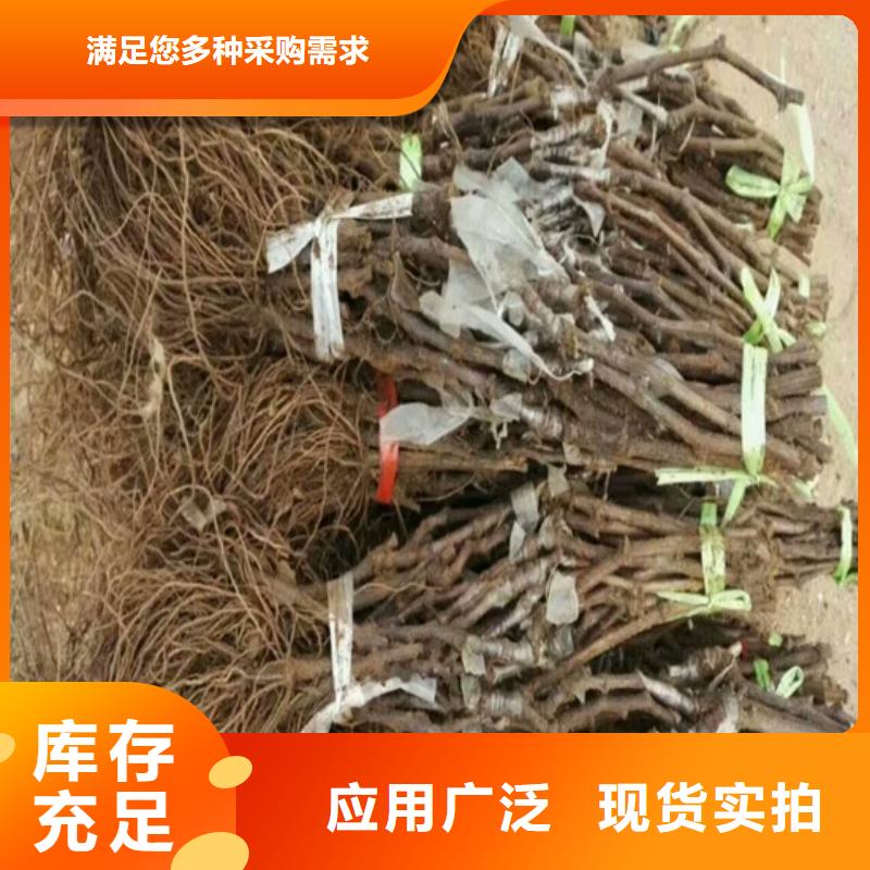 京亞葡萄苗批發價現貨批發